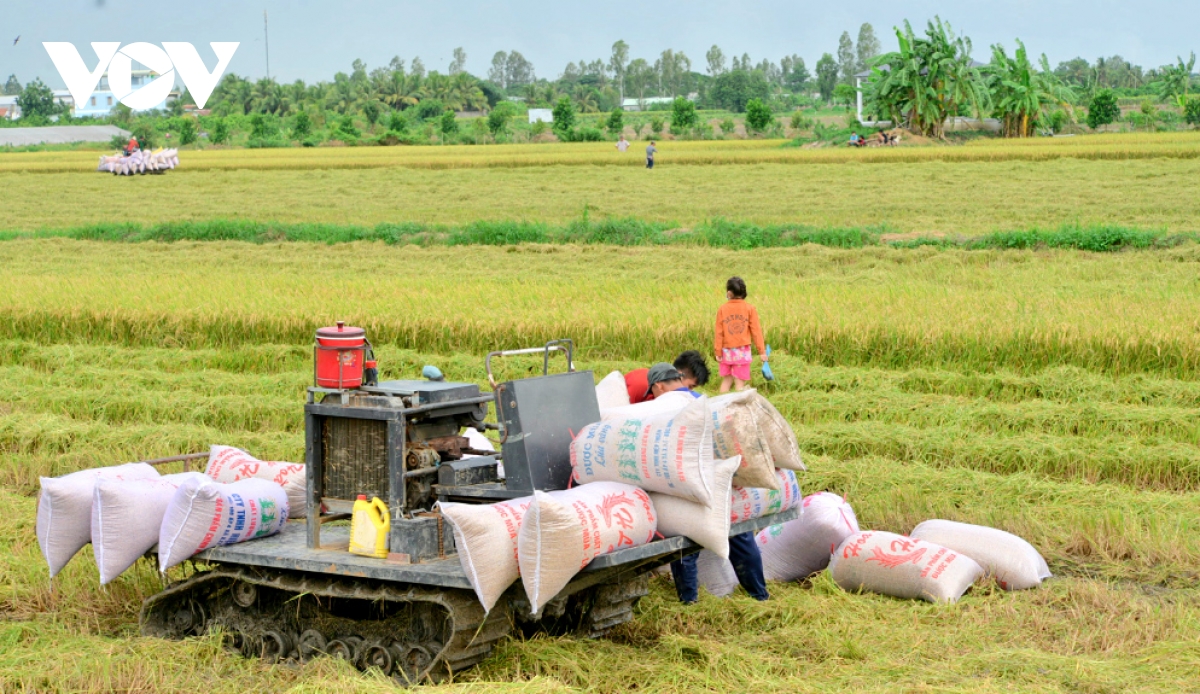 Rice exporters should diversify markets to minimise risks: conference